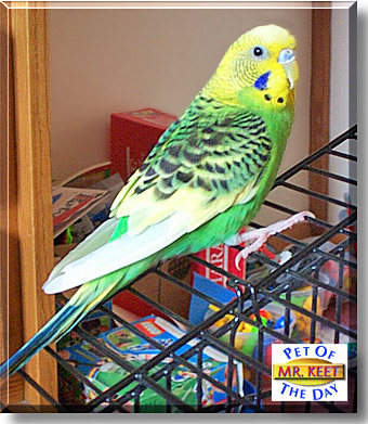 Mr. Keet, the Pet of the Day