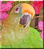 Pakito the Peachfront Conure