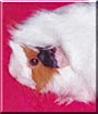 Lady the Guinea Pig