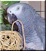 Taco the African Gray Parrot