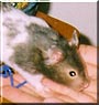 Gutermann the Syrian Hamster
