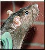 Bella the Black hooded rat