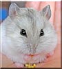 Dumber the Campbell's Dwarf Hamster