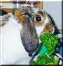 Foo Foo the Mini Lop Rabbit