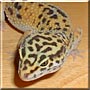 Osca the Leopard Gecko