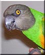 Chi Chi the Senegal Parrot