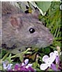 Icarus II the Fancy rat
