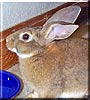 Stanley the Rabbit