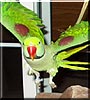 Kiki the Alexandrine Parakeet