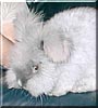 Baron the English Angora Rabbit