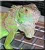 Syd the Green Iguana