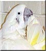 Noah the Umbrella Cockatoo