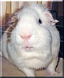 Chitter the Guinea Pig
