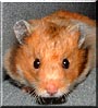 Flitzer the Hamster