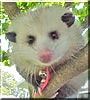 Dobby the Opossum