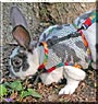 Bugsy the Rex Rabbit