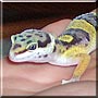 Montana the Striped Leopard Gecko