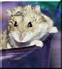 Amon the Campbell's Russian Dwarf