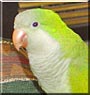 Quincy the Quaker Parrot