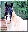 Buttercup the Horse
