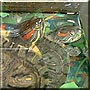 Beverly, Glen the Red Eared Sliders
