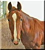 Ohio the Dutch Horse