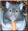 Shippo the Syrian Hamster