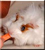 Pet of the Day the Every day a new pet photo and story