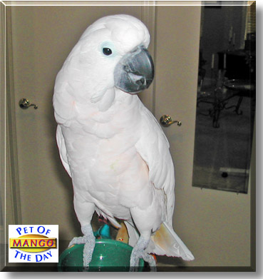Mango, the Pet of the Day