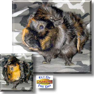 Chunkster, the Pet of the Day