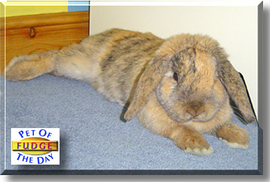 Fudge, the Pet of the Day