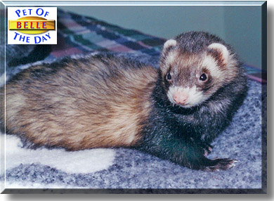 Belle, the Pet of the Day