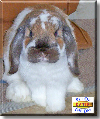 Katie, the Pet of the Day