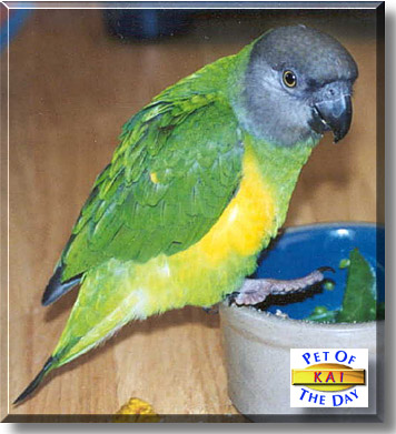 Kai, the Pet of the Day
