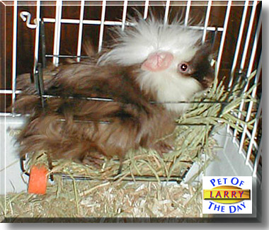 Larry, the Pet of the Day
