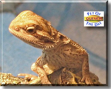 Quench, the Pet of the Day
