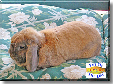 Eeyore, the Pet of the Day
