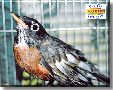 Robin, the Pet of the Day