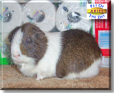 Ariel, the Pet of the Day