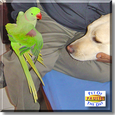 Paulie, the Pet of the Day