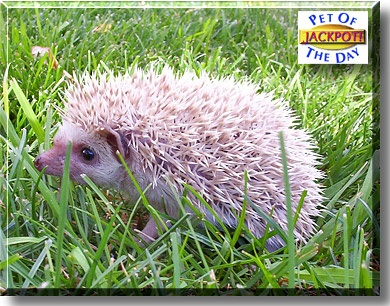 Jackpot!, the Pet of the Day