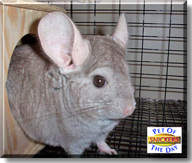 Snickers, the Pet of the Day