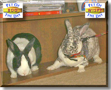 Boo, Wispy, the Pet of the Day