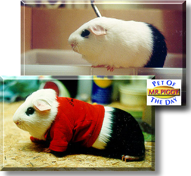 Mr. Piggy, the Pet of the Day