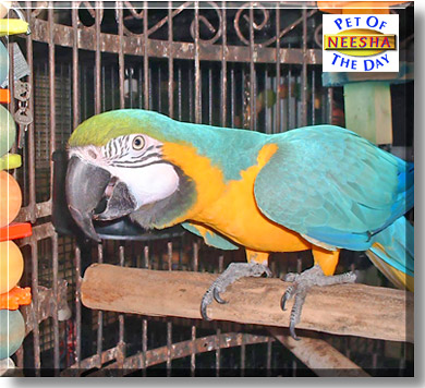 Neesha, the Pet of the Day