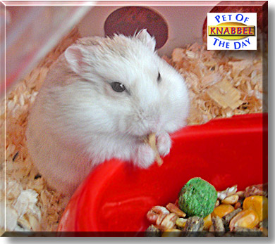 Knabbel, the Pet of the Day