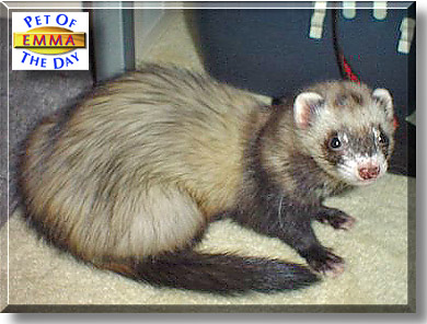 Emma, the Pet of the Day