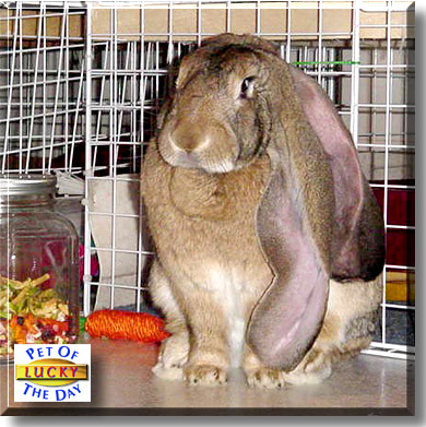 Lucky Bear, the Pet of the Day