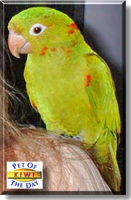 Kiwi, the Pet of the Day