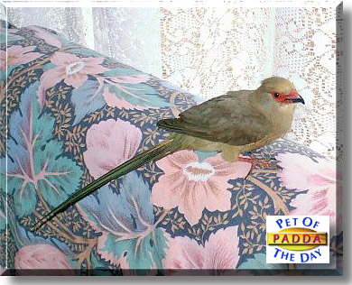 Padda, the Pet of the Day